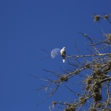 Aves en CUValles