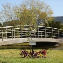 En memoria del ingeniero Wenceslao Nuñez